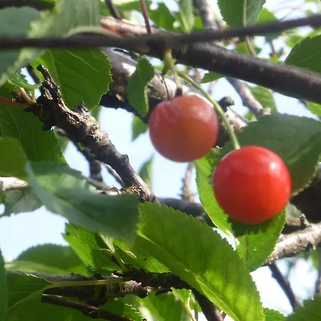 Pat Mors 펜션 *